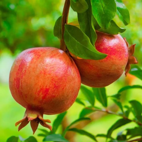 Pomegranate